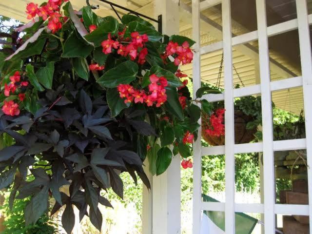 Via Veneto - Old Town Bed & Breakfast Niagara-on-the-Lake Ngoại thất bức ảnh