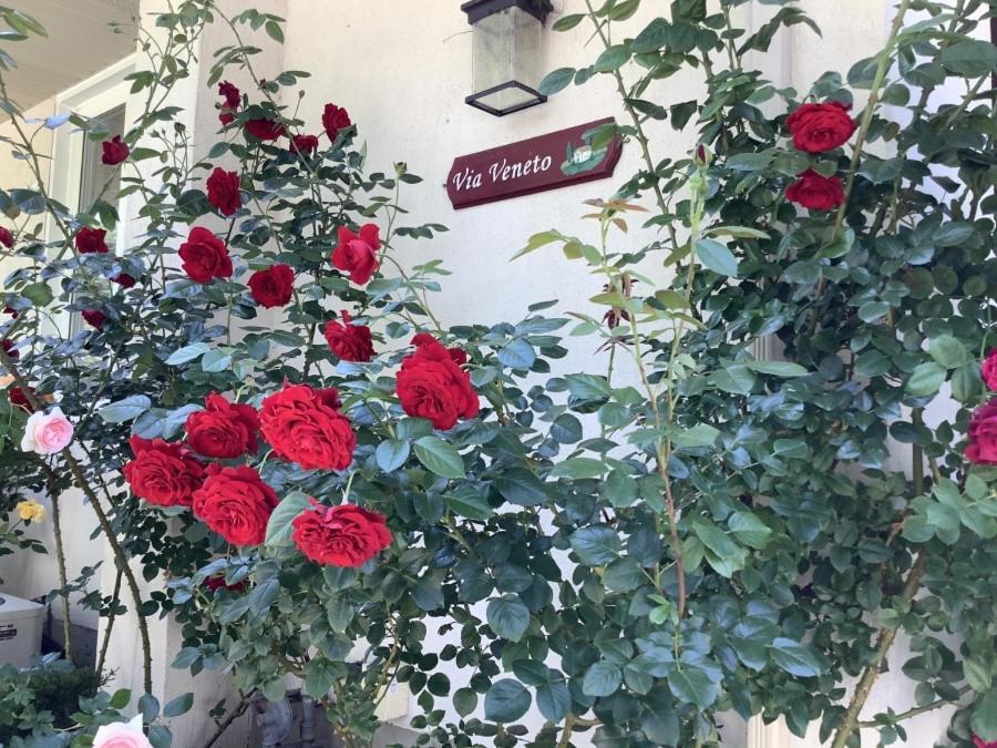 Via Veneto - Old Town Bed & Breakfast Niagara-on-the-Lake Ngoại thất bức ảnh